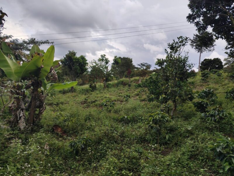 Lote en venta en Moniquirá – 452 m²