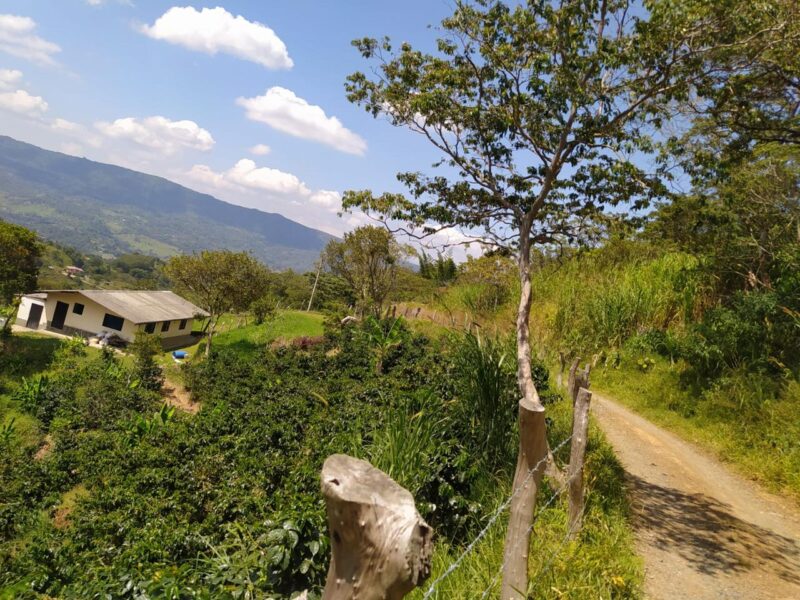 Finca cafetera productiva en Moniquirá
