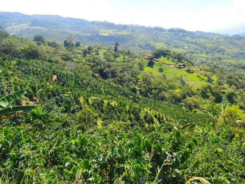 Finca cafetera productiva en Moniquirá