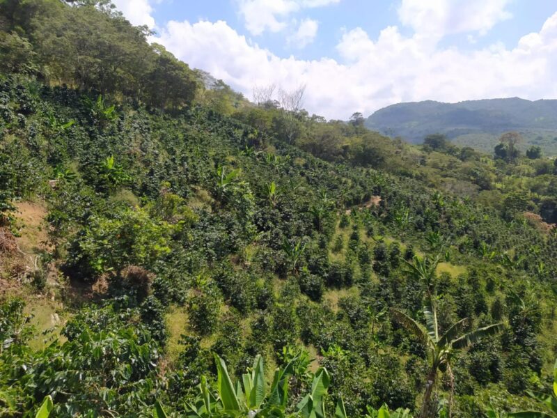Finca cafetera productiva en Moniquirá