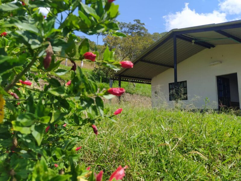 Finca cafetera productiva en Moniquirá