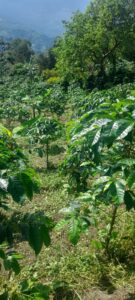 Finca Vereda San Cristobal