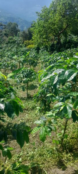 Finca Vereda San Cristobal