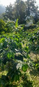 Finca Vereda San Cristobal