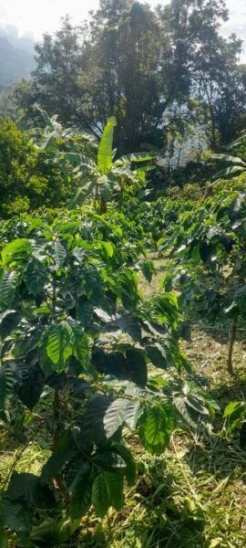 Finca Vereda San Cristobal