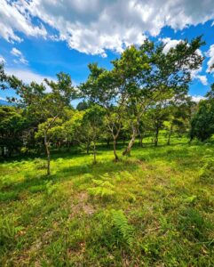 SE VENDE LOTE DE 750 m² EN MONIQUIRÁ – VEREDA SAN CRISTÓBAL
