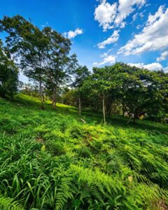SE VENDE LOTE DE 750 m² EN MONIQUIRÁ – VEREDA SAN CRISTÓBAL