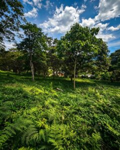 SE VENDE LOTE DE 750 m² EN MONIQUIRÁ – VEREDA SAN CRISTÓBAL